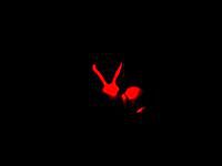 Webinar - Bunny - Guide
