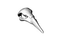 Raven Skull | 3D