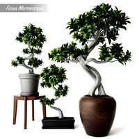 Ficus Microcarpa