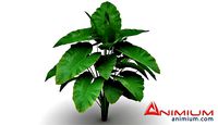 Alocasia 3d model