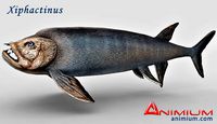Xiphactinus 3d model