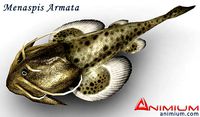 Menaspis armata 3d model