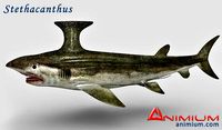 Stethacanthus 3d model