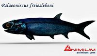 Palaeoniscus freieslebeni 3d model