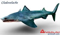 Cladoselache 3d model