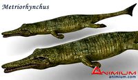 Metriorhynchus 3d model
