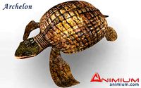 Archelon 3d model