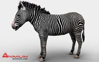Zebra 3d model