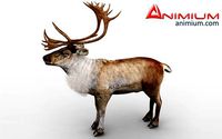 Reindeer 3d model