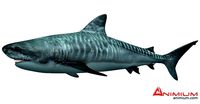 Tiger Shark 3d model