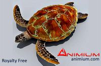 Turtle 3d model