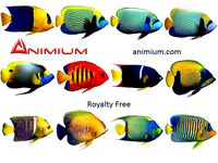 Angel Fish 3d model collection