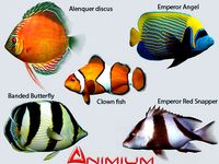 Tropical fish collection 1