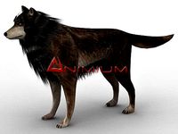 Wolf 3d animal model