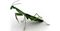 Praying Mantis 3d model