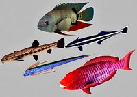 Fish 3d model collection – 08