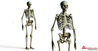 Skeleton 3d model
