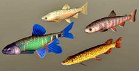 Fish Collection 07