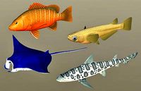 Fish Collection 05
