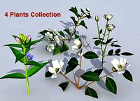 Plants_collection 04