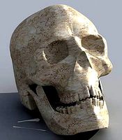 Skull