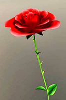 Rose Flower 3d model