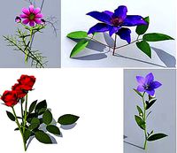 Plant Collection 01