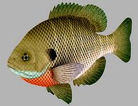 Bluegill