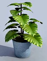 Plant_01