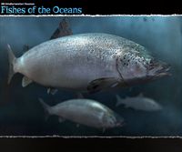 3D Underwater Fauna: Fishes of the Ocean - Extended License