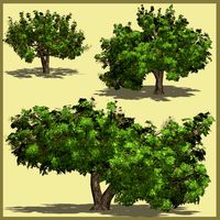 Kermes Oak DR - Extended License