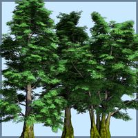 Antarctic Beech DR - Extended License