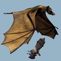 IcaronycterisDR - Extended License