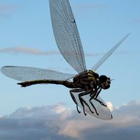 MeganeuraDR - Extended License