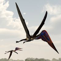 ZhejiangopterusDR - Extended License