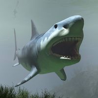MegalodonDR - Extended License