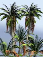 Ravenea musicalis DR - Extended License