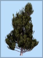 Juniperus communis DR - Extended License