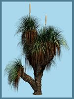 Xanthorrhoea australis DR