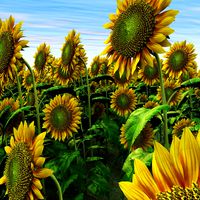 Sunflower