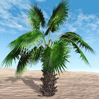 Mexican Fan Palm Tree
