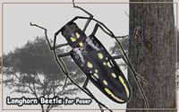 Longhorn Beetle for Poser