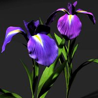 3d Iris Flowers