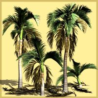 Alexander Palm DR