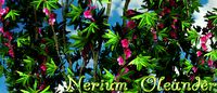 Nerium Oleander