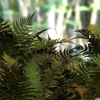 Ferns 2012 DR - Extended License