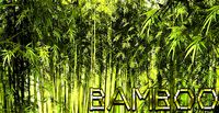 Bamboo
