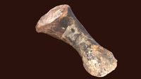 Sauropod Foot Bone