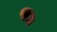 Catacoeloceras requinianum