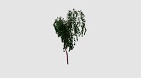 Cercidiphyllum japonicum 'Pendulum'  v